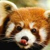 Panda roux.jpg