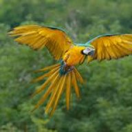 misterparrot